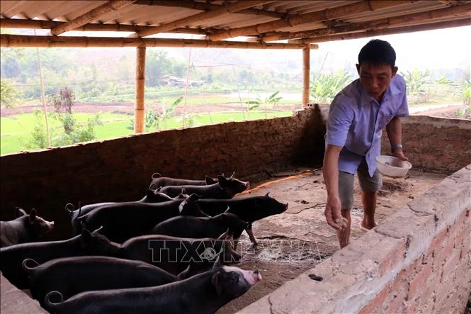 Ông Bạc Cầm Nói chăm sóc đàn lợn đen của gia đình. Ảnh: Quang Quyết-TTXVN