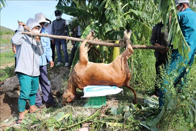 Tập trung xử lý bệnh viêm da nổi cục trên trâu, bò. Ảnh: Nguyễn Thành – TTXVN 