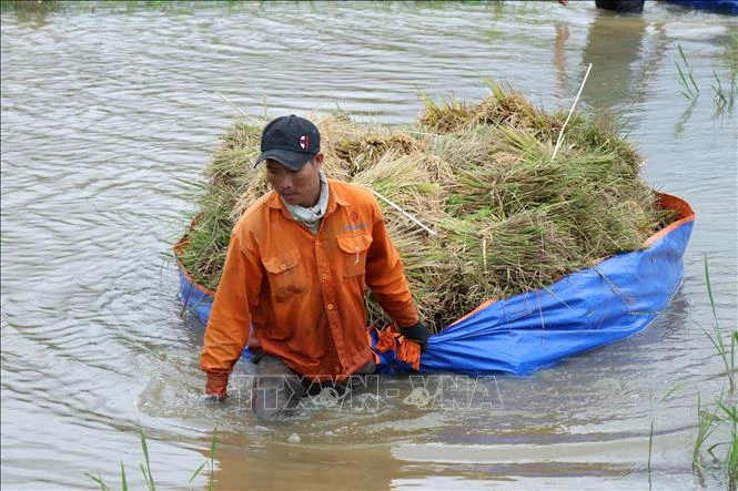 Người dân xã Đắk Liêng, huyện Lắk “chạy đua với thời gian” để thu hoạch lúa trước khi nước lũ dâng cao. Ảnh: Tuấn Anh – TTXVN 