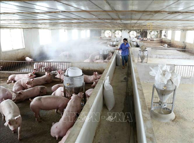Trang trại thực hiện phun hóa chất tiêu độc, khử trùng theo khuyến cáo của ngành Thú y. Ảnh: Vũ Sinh - TTXVN