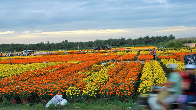 Bến Tre đầu tư 85 tỷ đồng phát triển cây giống và hoa kiểng Chợ Lách