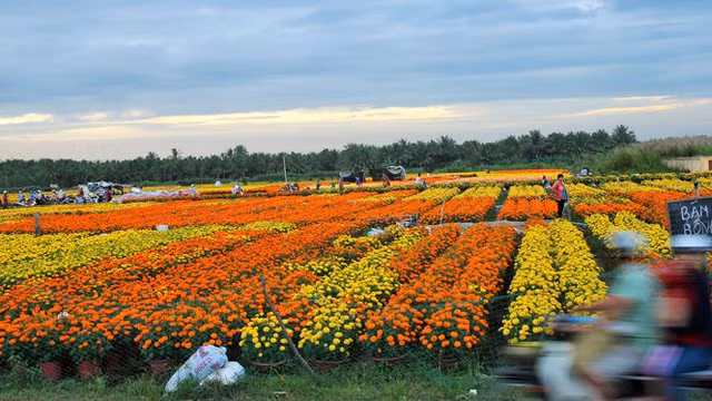 Bến Tre đầu tư 85 tỷ đồng phát triển cây giống và hoa kiểng Chợ Lách