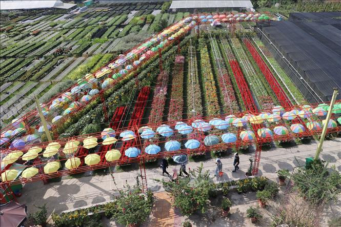 Cánh đồng hoa Happy Land Hùng Thy ở thành phố Sa Đéc phục vụ khách đến tham quan, trải nghiệm. Ảnh: Nguyễn Văn Trí - TTXVN