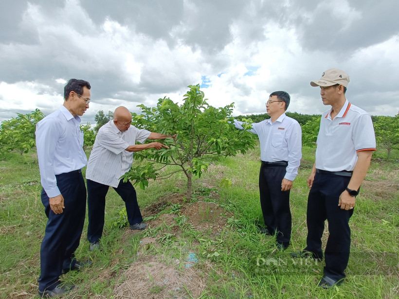 Ông Võ Văn Ten (thứ 2 từ trái qua phải), xã Suối Đá, huyện Dương Minh Châu (Tây Ninh) giới thiệu với cán bộ Ngân hàng Agribank chi nhánh tỉnh Tây Ninh cách trồng, chăm sóc cây mãng cầu. Ảnh: danviet.vn