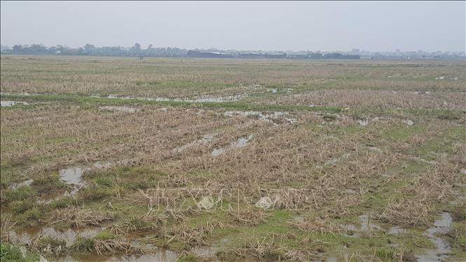 Đồng ruộng khu vực ngoại thành thành phố Vĩnh Yên (ven Quốc lộ 2) phần lớn đang bị bỏ hoang. Ảnh: Nguyễn Trọng Lịch- TTXVN