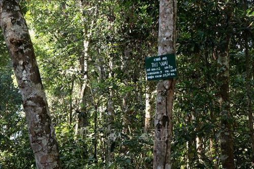Bảng thông báo một khoảnh rừng với diện tích hơn 23,5ha đã được một hộ dân M’Nông nhận giao khoán quản lý, bảo vệ. Ảnh: Ngọc Minh – TTXVN