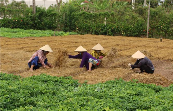 Chăm sóc rau màu. Ảnh: Tuấn Kiệt – TTXVN 