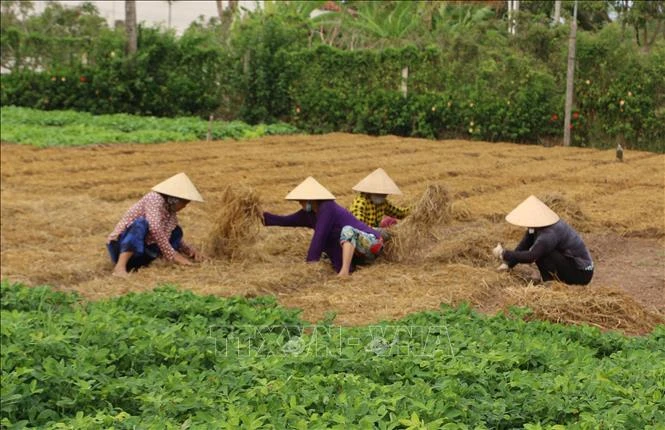 Chăm sóc rau màu. Ảnh: Tuấn Kiệt – TTXVN 