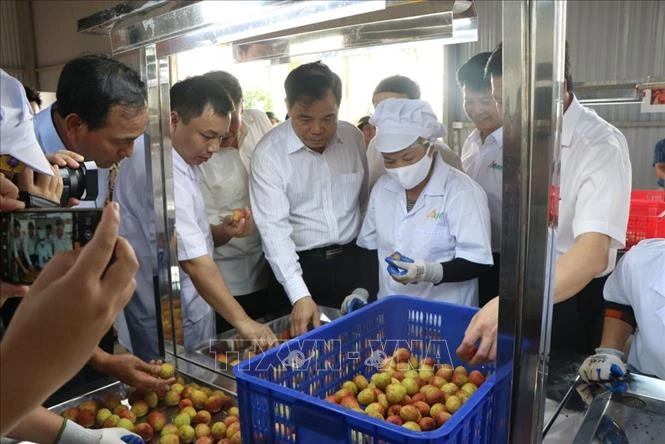 Hải Dương xuất lô vải đầu tiên đi Singapore, Mỹ, Australia trong năm 2020