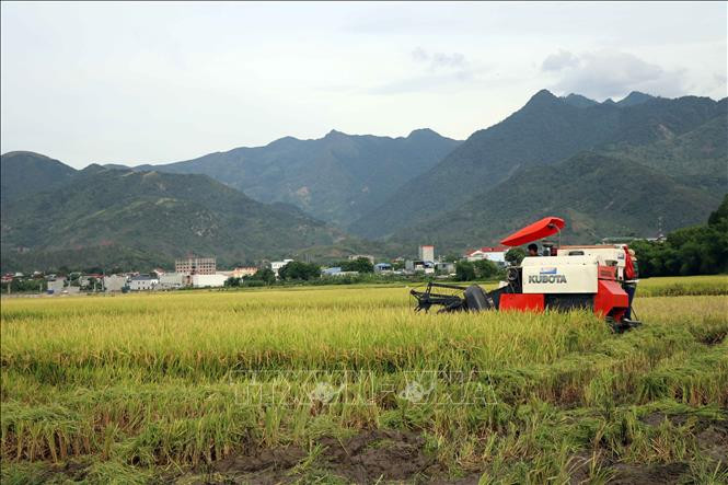 Người dân xã Quang Huy, huyện Phù Yên (Sơn La) sử dụng máy móc để thu hoạch lúa hữu cơ. Ảnh: Hữu Quyết – TTXVN 