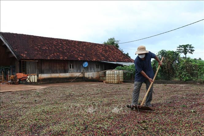 Người dân buôn A Yun , xã Ea Kueh, huyện Cư M’gar, tỉnh Đắk Lắk phơi cà phê sau thu hái. Ảnh: Anh Dũng - TTXVN
