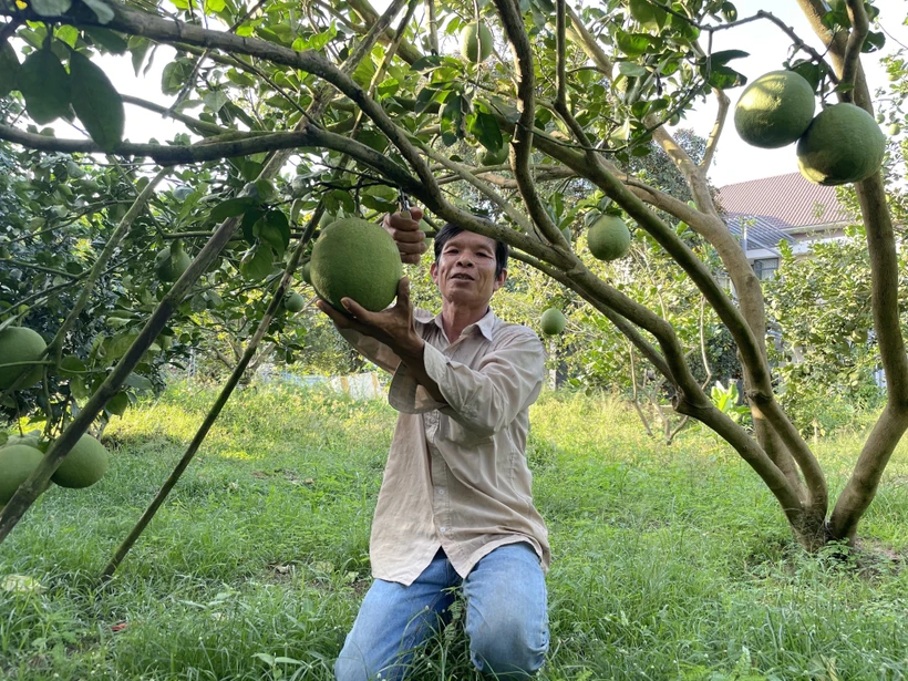 Thu hoạch bưởi da xanh tại Hợp tác xã bưởi đã xanh Sông Xoài, thị xã Phú Mỹ (Bà Rịa - Vũng Tàu). Ảnh: TTXVN phát 