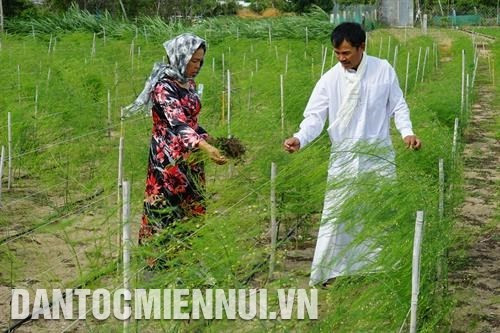 Anh Hùng Ky, người dân tộc Chăm ở thôn Tuấn Tú, xã An Hải, huyện Ninh Phước là nông dân tiêu biểu trong việc đi đầu ứng dụng công nghệ cao vào trồng và chăm sóc cây măng tây xanh. Ảnh: Tú Quỳnh 