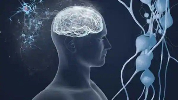 ĐH Columbia (Mỹ) nghiên cứu não người mắc COVID-19 và người bị Alzheimer - Ảnh: ANI 