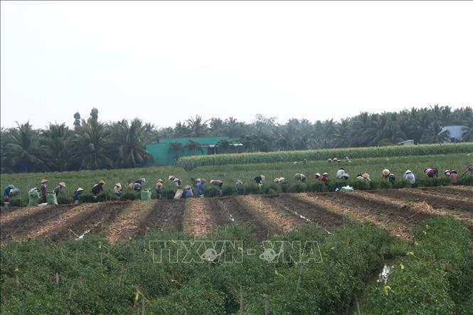 Nông dân làm việc trên cánh đồng trồng ớt ở huyện Chợ Gạo. Ảnh: Minh Trí - TTXVN
