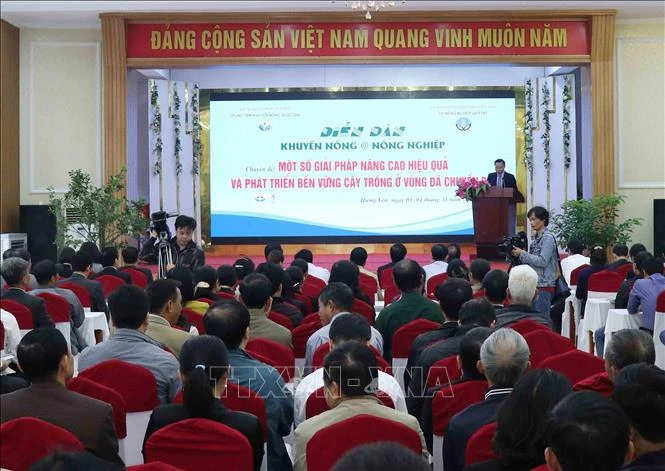 Thâm canh cây trồng giá trị cao, quy mô lớn theo VietGAP
