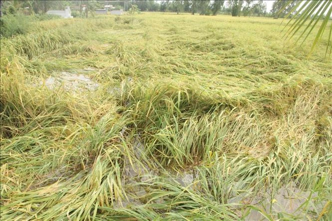 Nhiều diện tích lúa bị ngập, gãy đổ. Ảnh: Chanh Đa - TTXVN