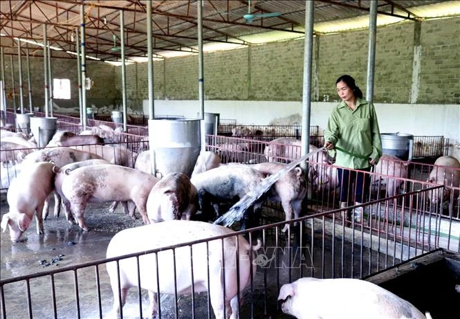 Chị Lường Thị Hoa chăm sóc đàn lợn. Ảnh: Quang Quyết - TTXVN