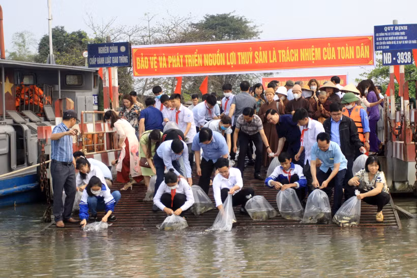 Sau lễ phát động, đại diện các đơn vị, người dân thả các giống cá trắm đen, chép, trôi.. ra sông Hồng đoạn qua xã Vũ Vân (huyện Vũ Thư, Thái Bình). Ảnh: Thế Duyệt – TTXVN 