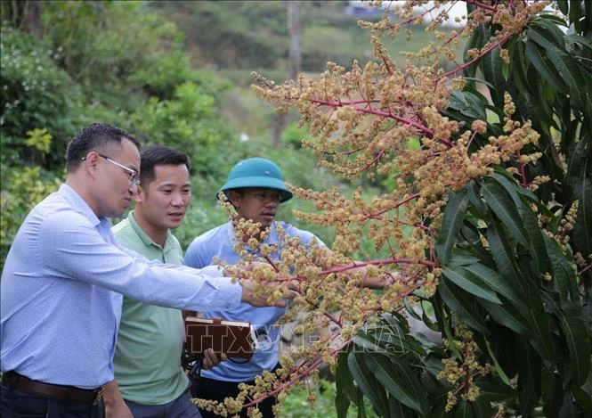 Cán bộ xã Nậm Manh là những đảng viên được phân công xuống từng bản hướng dẫn người dân cách chăm sóc vườn cây ăn quả, góp phần phát triển kinh tế, tăng thu nhập cho người dân. Ảnh: Quý Trung – TTXVN 