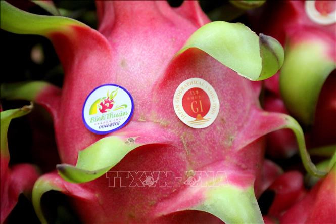 Tem chứng nhận chỉ dẫn địa lý “Thanh long Bình Thuận” tại Nhật Bản (phải). Ảnh: Nguyễn Thanh - TTXVN