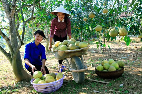 Bưởi Đại Minh được phát hiện từ hơn 300 năm trước, được mệnh danh là bưởi "tiến vua”. Ảnh : vacvina.org.vn