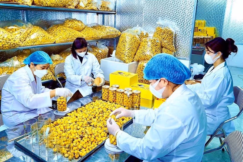 Một trong những quy trình chế biến trà hoa vàng Ba Chẽ. Ảnh: TTXVN phát