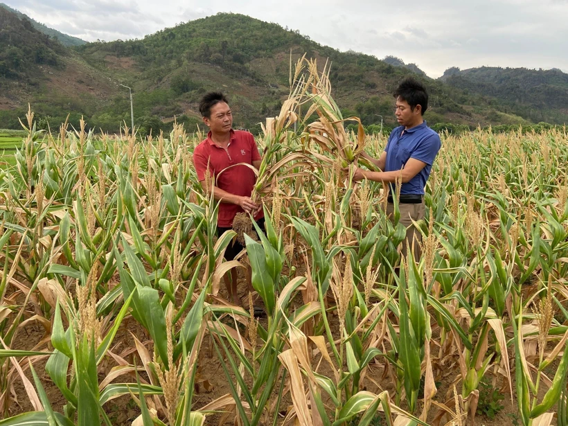 Hơn nửa diện tích ngô của gia đình anh Điêu Chính Vương (bên phải) ở thôn Đoàn Kết, thị trấn Phong Thổ bị hư hỏng do nắng nóng, khô hạn kéo dài. Ảnh: Việt Hoàng-TTXVN 
