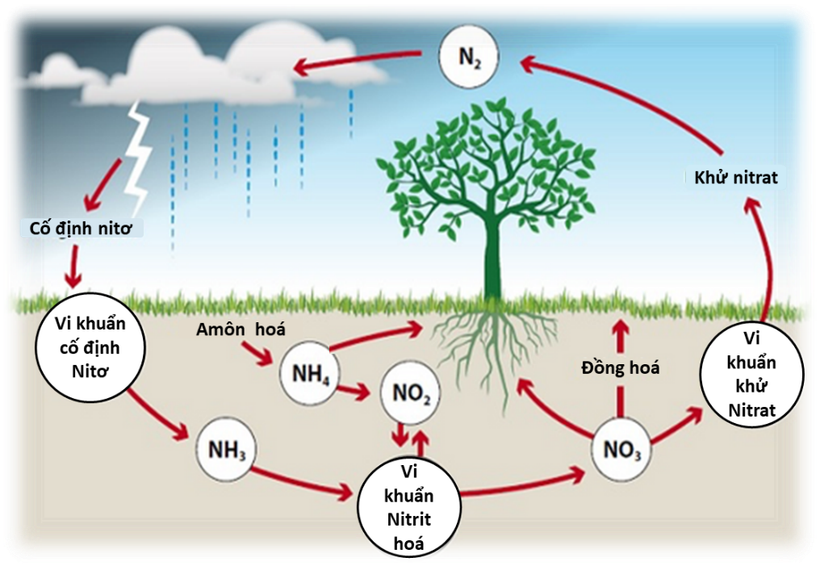 Phát hiện protein ở thực vật giúp nâng cao hiệu quả sử dụng nitơ trong nông nghiệp