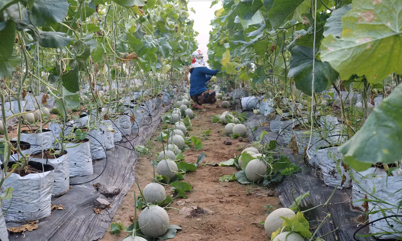 Tiền Giang khởi nghiệp thành công với nông nghiệp. Ảnh: mythodaipho.net