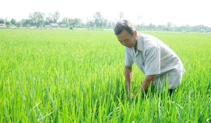 Ông Nguyễn Văn Đức bên ruộng lúa giống. Ảnh: baoapbac.vn 