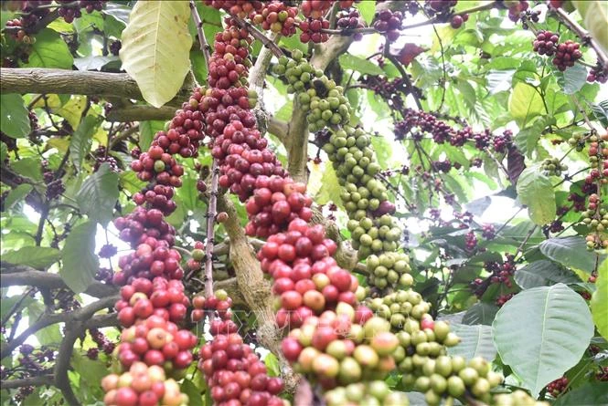 Cà phê của tỉnh Đắk Nông sản xuất theo bộ tiêu chuẩn quốc tế phục vụ xuất khẩu. Ảnh: Nguyên Dung-TTXVN 