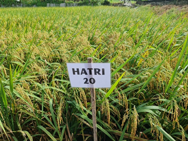 Giống lúa HATRI 20. Nguồn: hatri.org 
