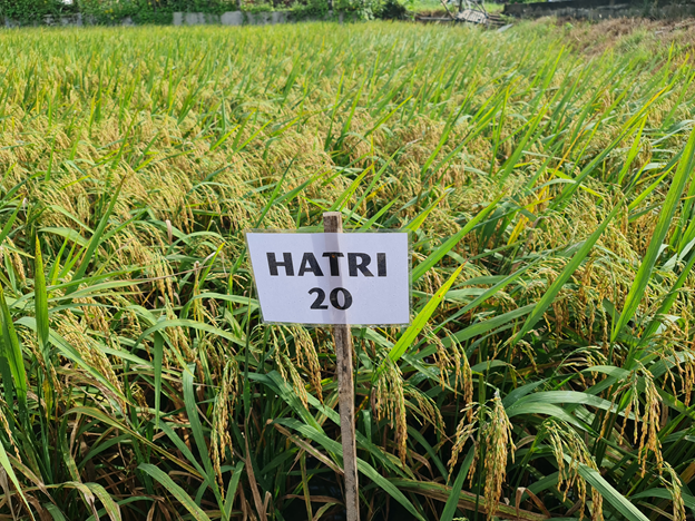 Giống lúa HATRI 20. Nguồn: hatri.org 