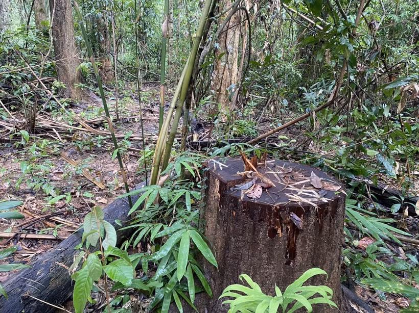 Hiện trường vụ phá rừng. Ảnh: TTXVN phát 