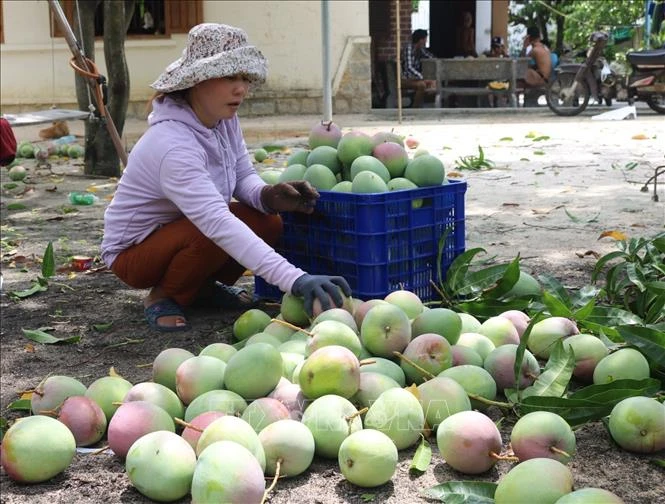 Chị Bùi Thị Kim Nào ở thôn Bãi Giếng 2 xã Cam Hải Tây (huyện Cam Lâm, Khánh Hòa) chỉ bán được xoài Úc giá 3.000-4.000/kg. Ảnh: Thanh Vân-TTXVN