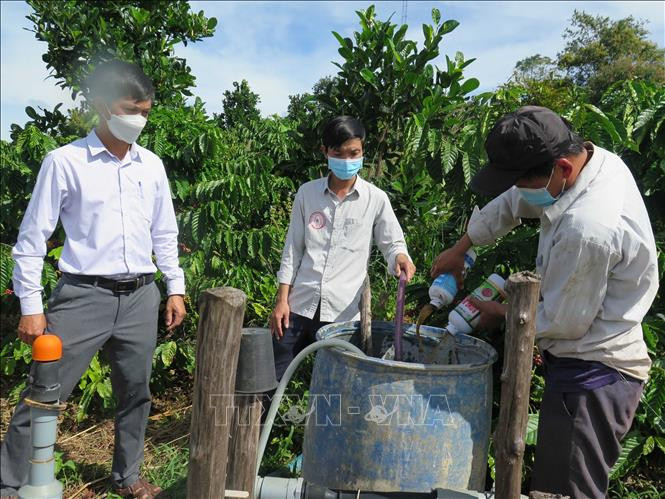 Nông dân pha phân bón vào nước tưới trước khi đưa vào hệ thống tưới tiết kiệm. Ảnh: Dư Toán – TTXVN 