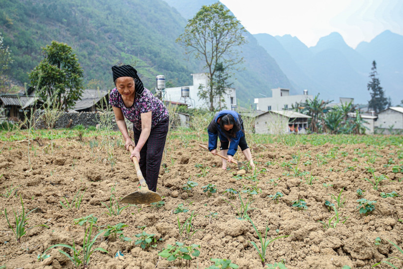Những thửa ruộng khô cằn do thiếu nước khiến việc sản xuất nông nghiệp không đạt được hiệu quả cao. Ảnh: Nam Thái - TTXVN