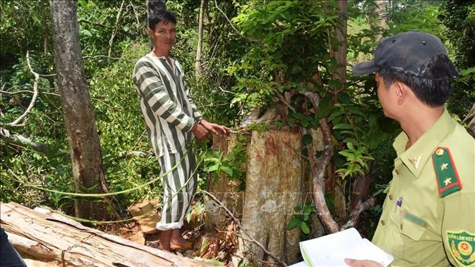Các đối tượng bị bắt giữ được đưa đi thực nghiệm hiện trường vụ phá rừng tại Kbang. Ảnh: Nguyễn Hoài Nam – TTXVN