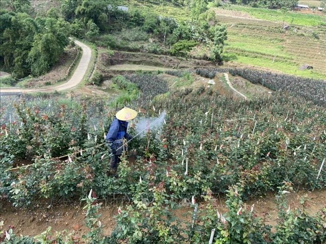 Việc sử dụng thuốc bảo vệ thực vật luôn được các chủ vườn hoa trên địa bàn tỉnh Lai Châu tuân thủ đúng nguyên tắc “phun đúng thời điểm, đúng liều lượng” nhằm bảo vệ môi trường. Ảnh: Đinh Thùy - TTXVN 