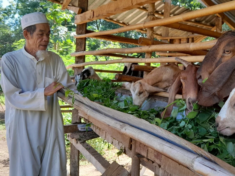 Ông Chàm Sa Hot tận dụng vốn hỗ trợ sản xuất kinh doanh nuôi dê, tăng thu nhập cho gia đình. Ảnh: K GỬIH -TTXVN 