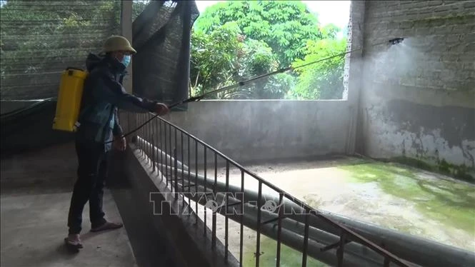 Phun thuốc tiêu động khử trùng khu vực chuồng trại của gia đình ông Lã Anh Hoạt, tổ 11, thị trấn Việt Lâm, huyện Vị Xuyên. Ảnh: Nguyễn Chiến - TTXVN