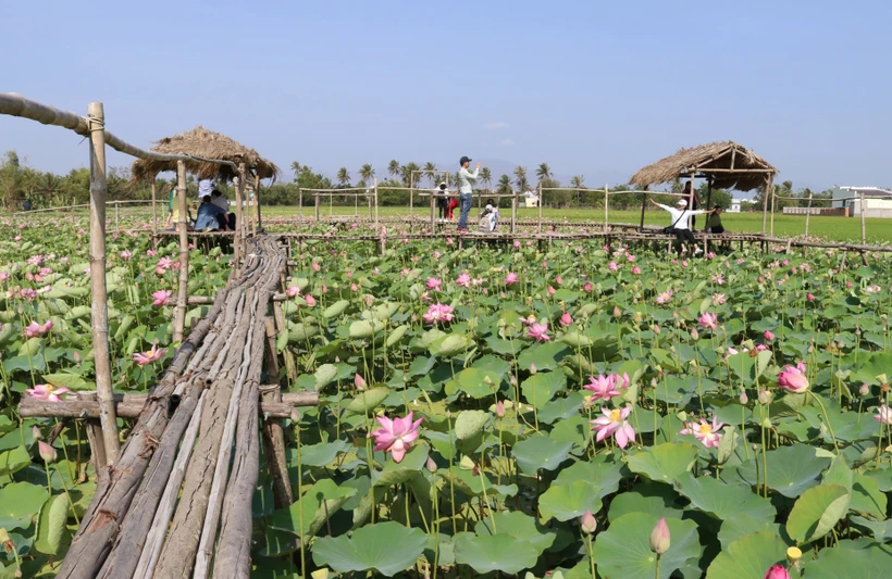 Mô hình du lịch sinh thái làng sen của đồng bào Chăm (thị trấn Phước Dân, huyện Ninh Phước, tỉnh Bình Thuận). Ảnh: TTXVN phát 