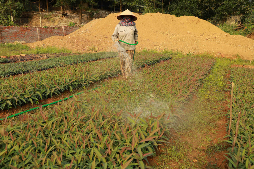 Sản xuất các loại giống cây lâm nghiệp phục vụ trồngrừng. Ảnh: Vũ Sinh – TTXVN 