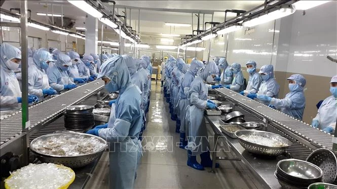Chế biến tôm đông lạnh xuất khẩu tại, tỉnh Khánh Hòa. Ảnh: Phan Sáu - TTXVN