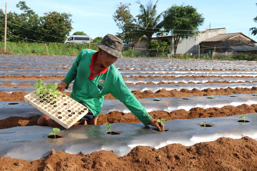 Nông dân xã Mỹ Long Nam, huyện Cầu Ngang xuống giống mướp đắng vụ Hè Thu năm 2022. Ảnh: Thanh Hòa- TTXVN