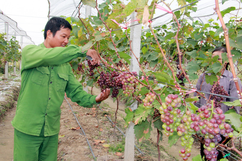 Ông Trần Văn Tôn trồng nho có hiệu quả kinh tế cao