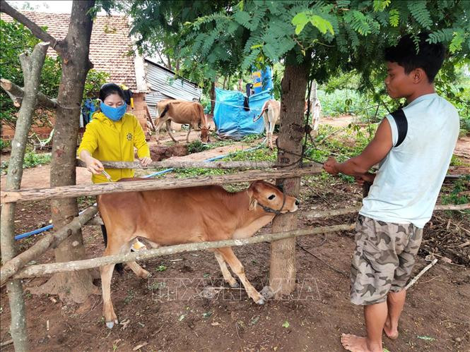 Cán bộ thú y thành phố Kon Tum tiêm thuốc kháng sinh cho cá thể bò nhiễm bệnh. Ảnh: Dư Toán – TTXVN