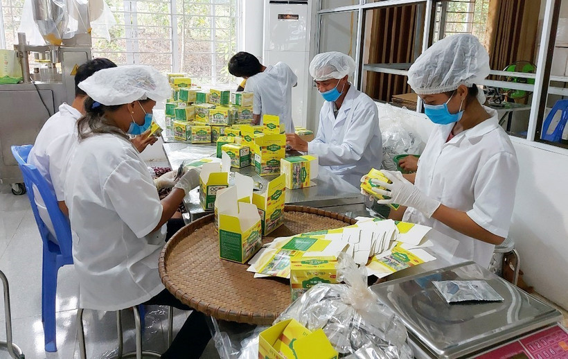 Đóng gói sản phẩm chế biến từ trà hoa vàng. Ảnh: TTXVN phát 