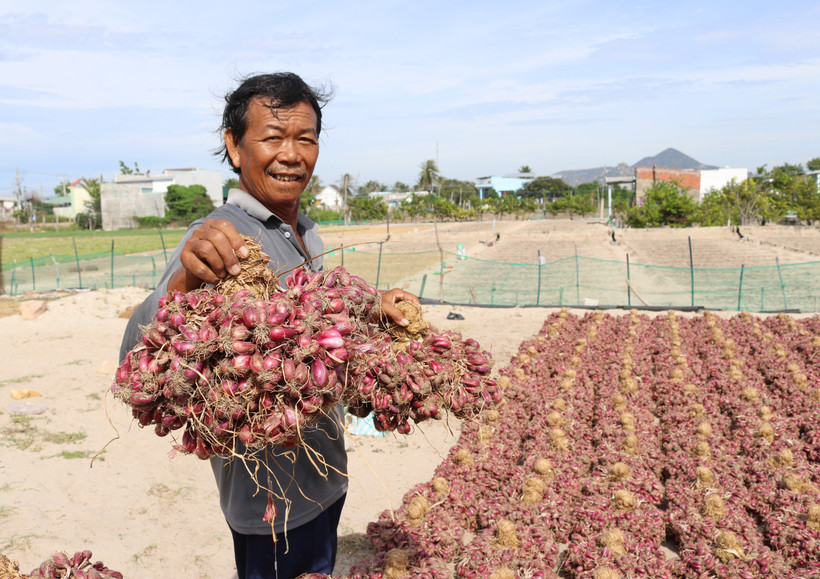 Nông dân xã Nhơn Hải, huyện Ninh Hải, phấn khởi vì hành tím được mùa, được giá. Ảnh: Nguyễn Thành – TTXVN